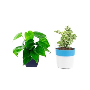 set of 2 live jade plant and green money plant plastic pot home amp office dcor  easy care  air purifying  lucky plant  plant for gifting  indoor amp outdoor decoration  set of 2