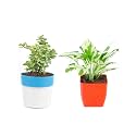 Set of 2 Live Jade Plant and Pothos Money Plant Plastic Pot Home &amp; Office Décor | Easy Care | Air Purifying | Lucky Plant | Plant for Gifting | Indoor &amp; Outdoor Decoration | Set of 2