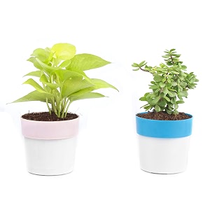 set of 2 live plants golden money plant and jade plant with plastic pot  easy care  home amp office decor airpurifying plant  good luck plant  indoor plant  set of 2