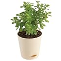 Set of 2 Live Plants Golden Money Plant and Jade Plant With Plastic Pot | Easy Care | Home &amp; Office Decor Airpurifying Plant | Good Luck Plant | Indoor Plant | Set of 2