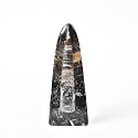 JIC Gem Orthoceras Fossil Frome Morocco(5-6 Inches)