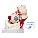 JNMFTD Human Eye Orbital Anatomy Model, 3X Enlarged 12 Parts Removable Eyeball Orbital Model Showing Optic Nerve Cornea Iris Lens and Vitreous Body with Product Manual for Medical Teaching Research
