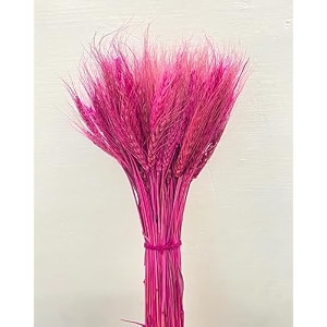natural dried wheat stalks for decor - set of 100  eco-friendly wheat stalks for home decoration crafts and more cream