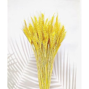 natural dried wheat stalks for decor - set of 100  eco-friendly wheat stalks for home decoration crafts and more cream