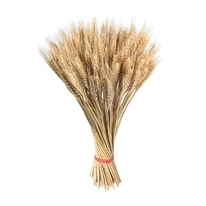 natural dried wheat stalks for decor - set of 100  eco-friendly wheat stalks for home decoration crafts and more cream
