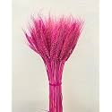 Natural Dried Wheat Stalks for Decor - Set of 100 | Eco-Friendly Wheat Stalks for Home Decoration, Crafts, and More (Cream)