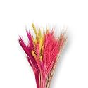 Natural Dried Wheat Stalks for Decor - Set of 100 | Eco-Friendly Wheat Stalks for Home Decoration, Crafts, and More (Cream)