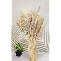 Natural Dried Wheat Stalks for Decor - Set of 100 | Eco-Friendly Wheat Stalks for Home Decoration, Crafts, and More (Cream)
