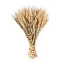 Natural Dried Wheat Stalks for Decor - Set of 100 | Eco-Friendly Wheat Stalks for Home Decoration, Crafts, and More (Cream)
