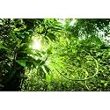 Jungle Aquarium Background Tropical Dense Jungle View Terrarium Background Morning Sun Flare Tropical Plants Fish Tank Background Sun Ray Over Tropical Forest Reptile Habitat Background 60x24in