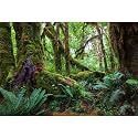 Jungle Forest Aquarium Background Rainforest Lush Green Moss Terrarium Background Deep Fantasy Old Trees Green Ferns Fish Tank Background Tropical Jungle Trees Reptile Habitat Background 36x20in