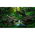 Jungle Forest Aquarium Background Rainforest Waterfall Fish Tank Background Stream Rock Glass Terrarium Backgrounds Foggy Forests Streams Meanders Green Plants Reptile Enclosure Backgrounds 36x20in