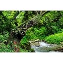 Jungle Rainforest Aquarium Background Lush Green Old Trees Stream Terrarium Background Rock River Forest Natural Landscape Fish Tank Background Jungle Style Reptile Habitat Background 30x12in