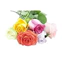 KaBloom-6 Assorted Rose Bouquet,Flowers for Valentine, Mother's Day