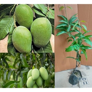 kaccha mitha mango plant hybrid healthy kachi keri mitha mango fruit plant grafted plant 2-3 feet height kaccha mitha aam live plant for home garden pb_59