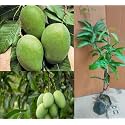 Kaccha Mitha Mango Plant Hybrid Healthy Kachi Keri Mitha Mango Fruit Plant (Grafted Plant, 2-3 Feet Height) Kaccha Mitha Aam Live Plant For Home Garden PB_59