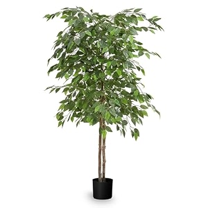 kalpvrishka tree