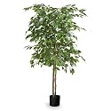 Kalpvrishka Tree