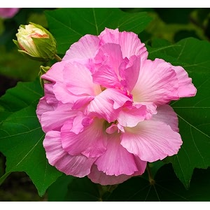 Kamal Land Lotus Sthal Padma Double Petal