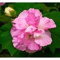 KamalLand LotusSthal Padma Double Petal Cotton Rose