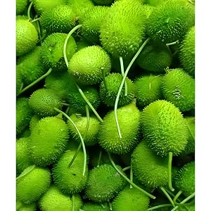 kantola seeds spiny gourdteasel gourd  high germination seeds  high yield variety  easy to grow for home garden amp farmpack of 15 seed