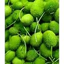 Kantola Seeds (Spiny Gourd/Teasel Gourd) | High Germination Seeds | High Yield Variety | Easy to Grow for Home Garden &amp; Farm(Pack Of 15 Seed)