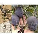 Kasturi Black Mango Plant Grafted Rare Live