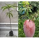 Katimon All Time Mango Plant Grafted Live
