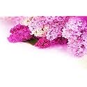 Kayra Decor Pink Hibiscus 3D Wallpaper Print Decal Deco Indoor Wall Mural for Living Room, Bedroom (Height 96" x Width 120")