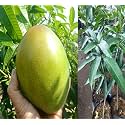 Keitt Mango Hybrid 1 Live Plant Grafted
