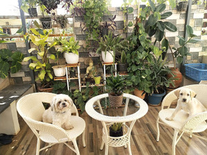 klodor gardenbalconyterracepoolside patio seating chair  table set for outdoor metal outdoor chair