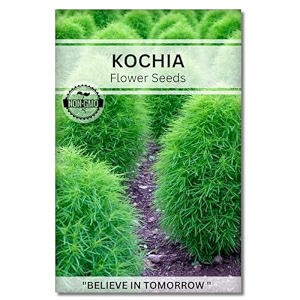 navika seeds  grow with us kochia flower seeds for home gardening perfect for home amp terrace gardening winter and summer blooms in india - includes free e-book