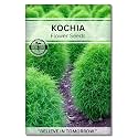Navika Seeds ; Grow with Us Kochia Flower Seeds For Home Gardening. Perfect For Home &amp; Terrace Gardening Winter And Summer Blooms In India - Includes Free E-Book