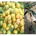 Kothapalli Kobbari Mango Plant Premium Fresh And