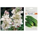 Kraft Seeds Bitter Gourd F1 Hybrid by Kraft Seeds & Kraft Seeds Rajnigandha Double Flowering Bulbs (White, 7 Bulbs)