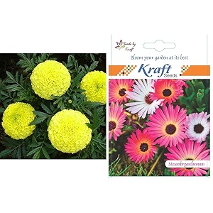 kraft seeds garden mix of gaindaafrican marigold flower height 30-40 cm multicolour 1000 pieces amp mesembrynthemum or ice flower - flower seeds by kraft seeds combo
