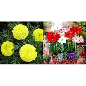 kraft seeds garden mix of gaindaafrican marigold flower height 30-40 cm multicolour 1000 pieces skspln025 amp amaryllis lily flower sow and grow fresh healthy bulbs in pack of 1