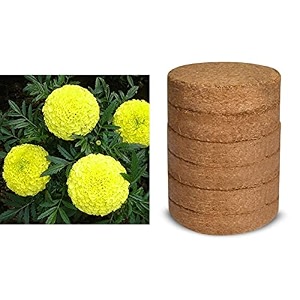 kraft seeds garden mix of gaindaafrican marigold flower height 30-40 cm multicolour 1000 pieces amp coco peatagro peat use for fast germinating flower seeds and vegetable seeds 100g multic combo