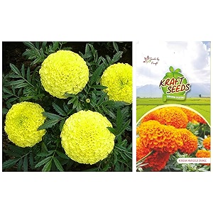 kraft seeds garden mix of gaindaafrican marigold flower height 30-40 cm multicolour 1000 pieces amp african marigold orange ks special farm  bulk pack 25 grams height 25-3 ft bloom