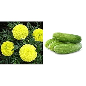 kraft seeds garden mix of gaindaafrican marigold flower height 30-40 cm multicolour 1000 pieces amp cucumber f1 hybrid seeds with 100g agro peat multicolour 50 pieces combo