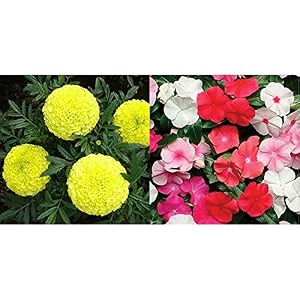 kraft seeds garden mix of gaindaafrican marigold flower height 30-40 cm multicolour 1000 pieces amp vinca pacifica mix flower with 100g agro peat multicolour combo