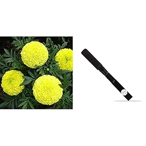 kraft seeds garden mix of gaindaafrican marigold flower height 30-40 cm multicolour 1000 pieces amp khurpi for small pots combo
