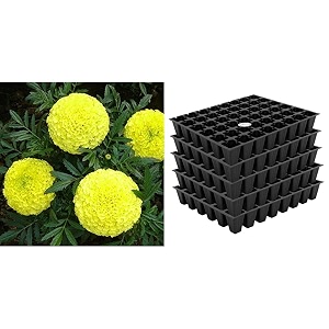 kraft seeds garden mix of gaindaafrican marigold flower height 30-40 cm multicolour 1000 pieces amp 5 set seed tray plant grow starting germination pro tray 240 cells 5 trays 48 cells e combo