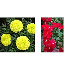 kraft seeds garden mix of gaindaafrican marigold flower height 30-40 cm multicolour 1000 pieces amp vinca catharanthus roseus pacifica xp series cherry red halo seeds multicolour 20 piec combo