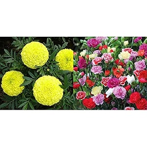 kraft seeds garden mix of gaindaafrican marigold flower height 30-40 cm multicolour 1000 pieces amp mix carnation flower seeds with 100g agro peat multicolour combo