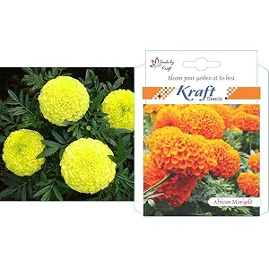kraft seeds garden mix of gaindaafrican marigold flower height 30-40 cm multicolour 1000 pieces amp kraft seeds african marigold flower seeds orange
