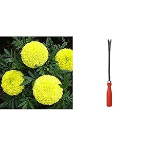 kraft seeds garden mix of gaindaafrican marigold flower height 30-40 cm multicolour 1000 pieces amp iweeder combo