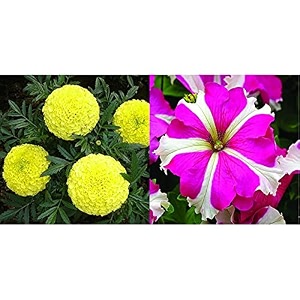 kraft seeds garden mix of gaindaafrican marigold flower height 30-40 cm multicolour 1000 pieces amp petunia ultra star mix flower seeds white 20 pieces combo