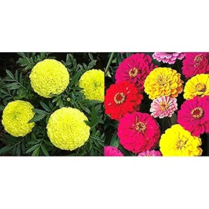 kraft seeds garden mix of gaindaafrican marigold flower height 30-40 cm multicolor 1000 piecesampkraft seeds gate garden zinnia mixed flower desi seeds multicolor