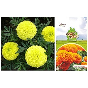 kraft seeds garden mix of gaindaafrican marigold flower height 30-40 cm multicolour 1000 pieces amp african marigold ks special farm bulk height 25-3 ft bloom size 25-3 inch orange pack 10 g